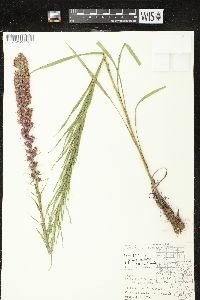 Liatris pycnostachya image