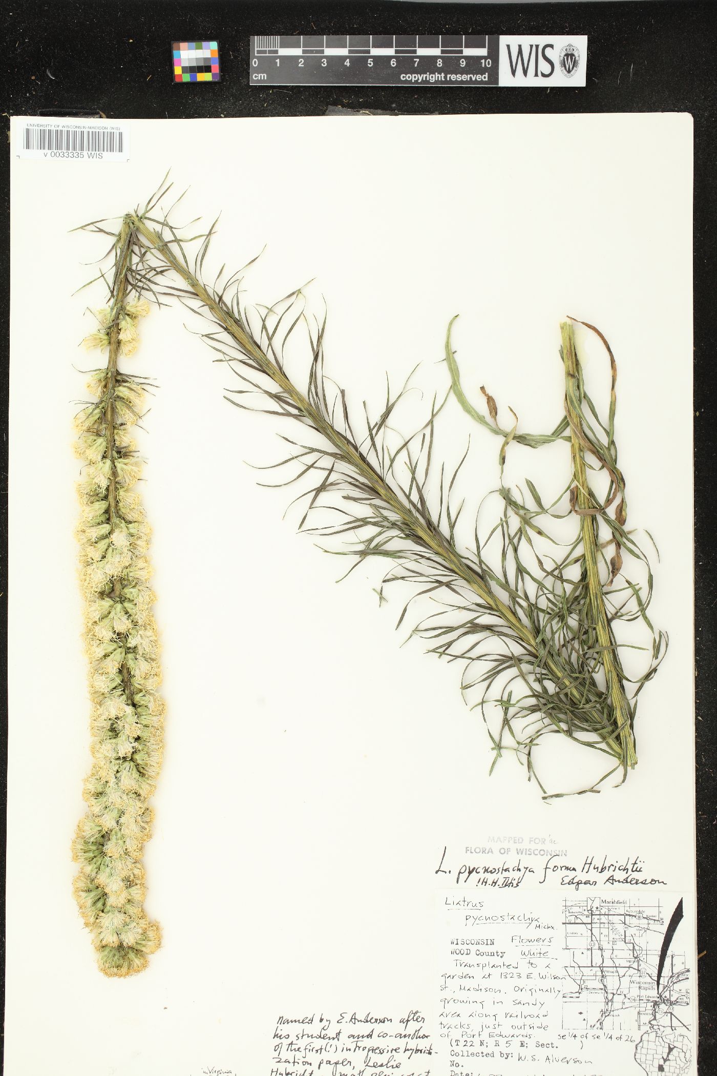 Liatris pycnostachya var. pycnostachya image