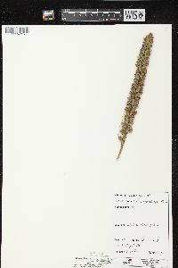 Liatris pycnostachya image