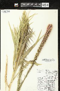 Liatris spicata var. spicata image