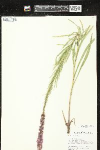 Liatris spicata var. spicata image