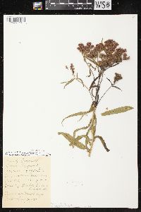 Vernonia fasciculata image