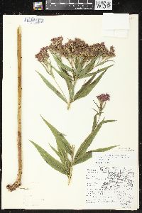 Vernonia fasciculata image