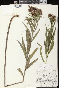 Vernonia fasciculata image