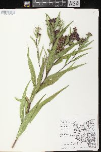 Vernonia fasciculata image