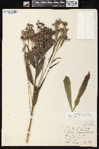 Vernonia fasciculata subsp. fasciculata image