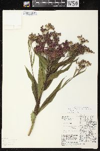 Vernonia fasciculata subsp. fasciculata image