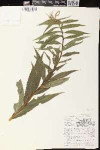 Vernonia fasciculata subsp. fasciculata image