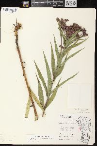 Vernonia fasciculata image