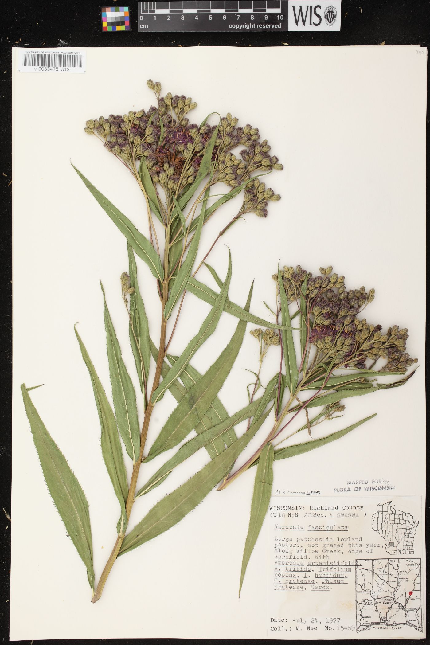 Vernonia fasciculata subsp. fasciculata image