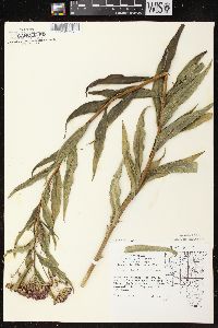 Vernonia fasciculata subsp. fasciculata image