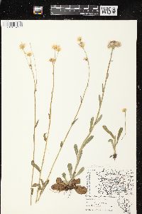 Erigeron pulchellus var. pulchellus image