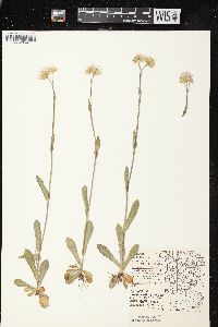 Erigeron pulchellus var. pulchellus image