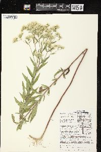 Eupatorium altissimum image