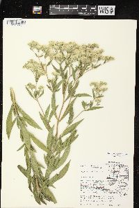 Eupatorium altissimum image