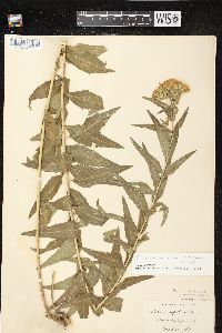 Kuhnia eupatorioides image