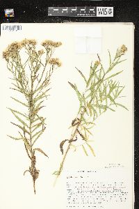 Kuhnia eupatorioides var. corymbulosa image