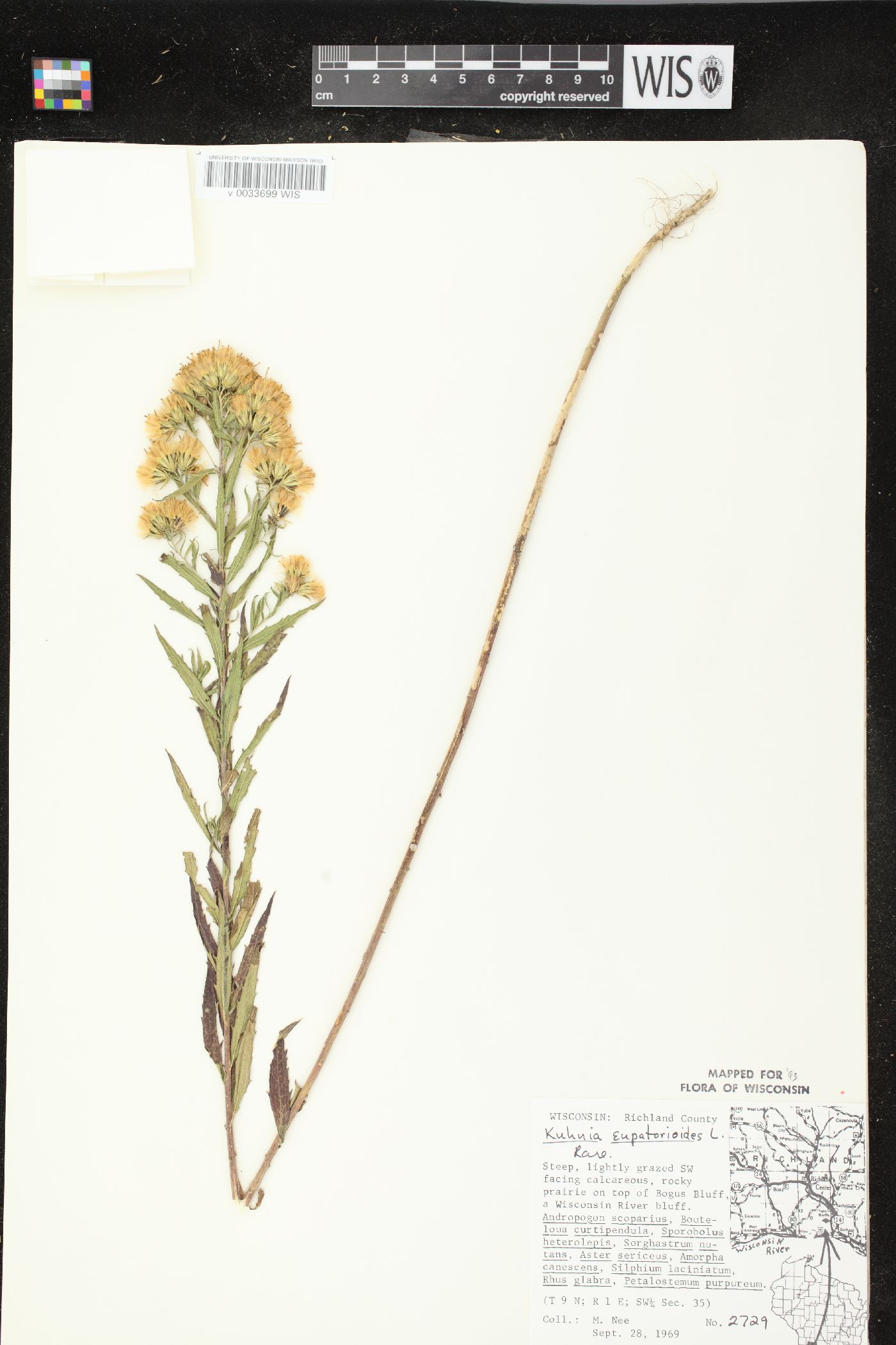 Kuhnia eupatorioides var. corymbulosa image
