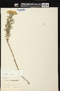 Kuhnia eupatorioides image