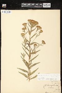 Kuhnia eupatorioides image