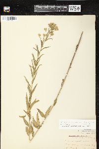 Kuhnia eupatorioides image