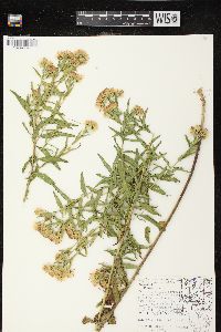 Kuhnia eupatorioides var. corymbulosa image