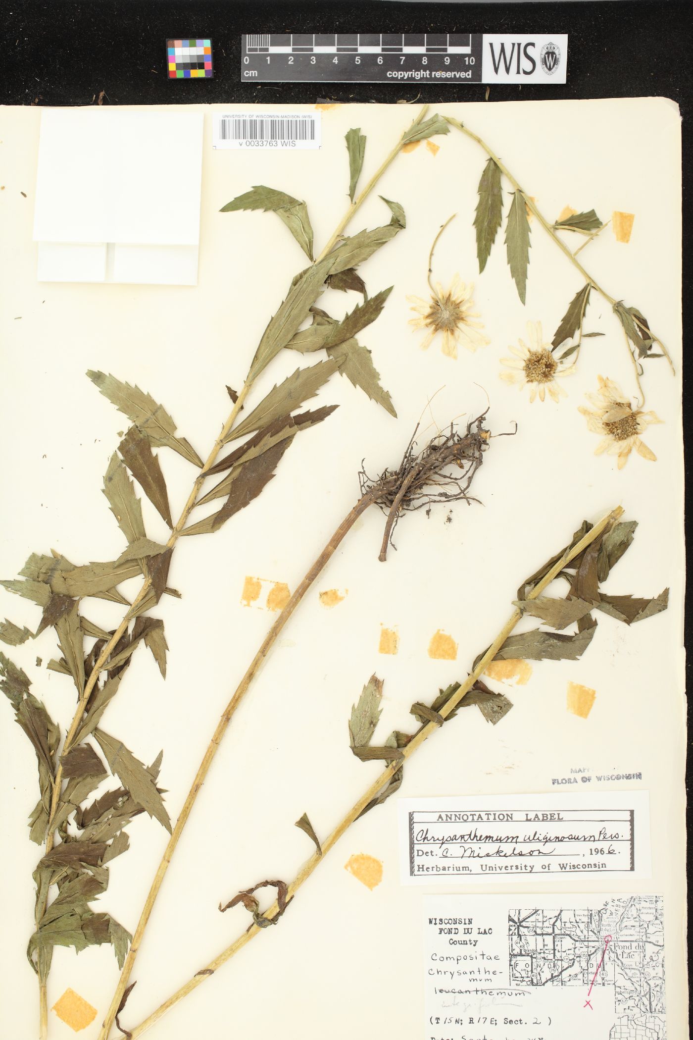 Leucanthemella serotina image