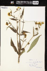 Bidens cernua image