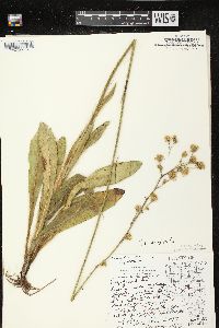 Hieracium longipilum image