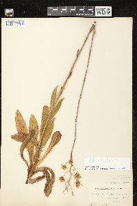 Hieracium longipilum image