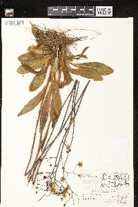 Hieracium longipilum image