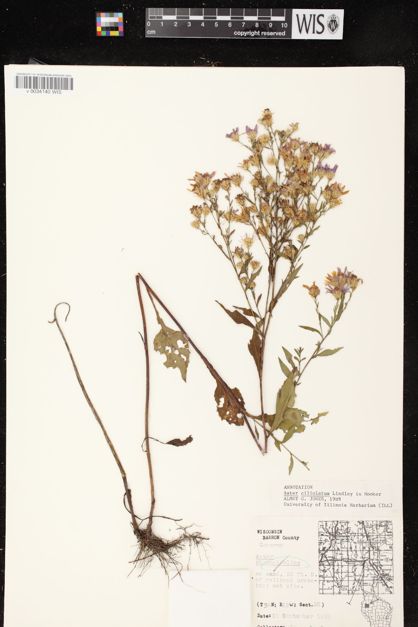 Aster ciliolatus image