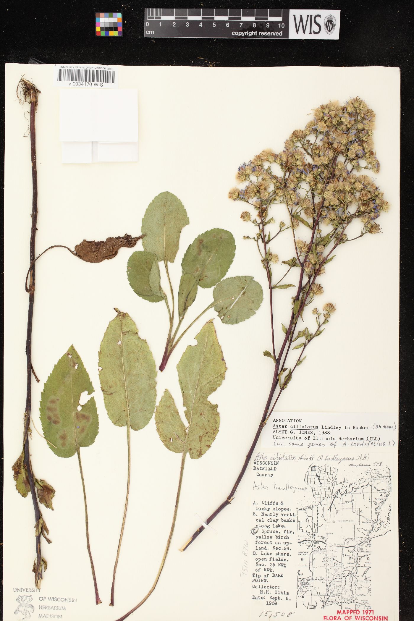 Aster ciliolatus image