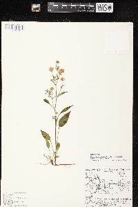 Aster ciliolatus image