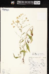 Aster ciliolatus image