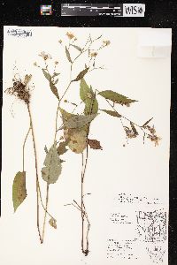 Aster ciliolatus image