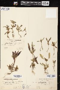 Bidens tripartita image