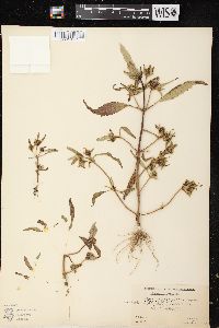 Bidens tripartita image