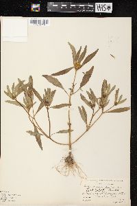 Bidens tripartita image