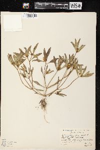 Bidens tripartita image