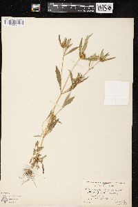 Bidens tripartita image