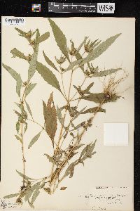 Bidens tripartita image