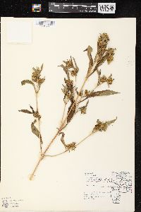 Bidens tripartita image