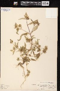 Bidens tripartita image