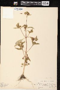 Bidens tripartita image