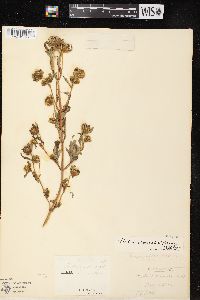 Bidens tripartita image