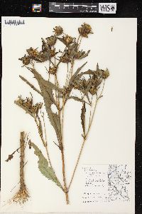 Bidens tripartita image