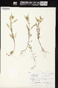 Bidens tripartita image