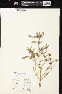 Bidens tripartita image