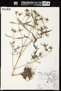 Bidens tripartita image